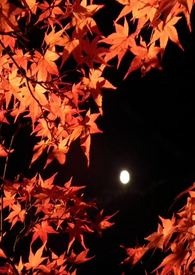 朝秦暮楚by中华说书人txt下载